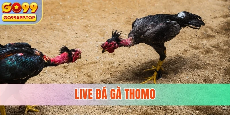 Live đá gà thomo